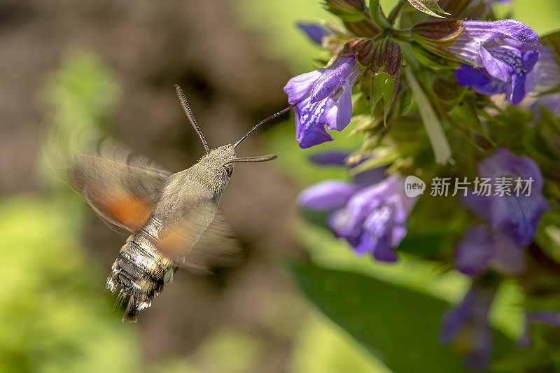 飞行中的蜂鸟鹰蛾(Macroglossum stellatarum